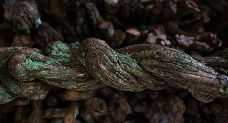 Ayahuasca: 7 Things You Must Know Before Taking