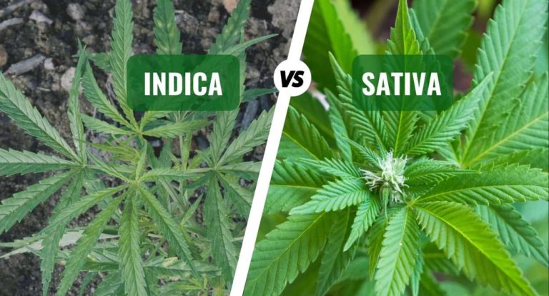 Indica vs Sativa: The Complete Guide on Appearance & High